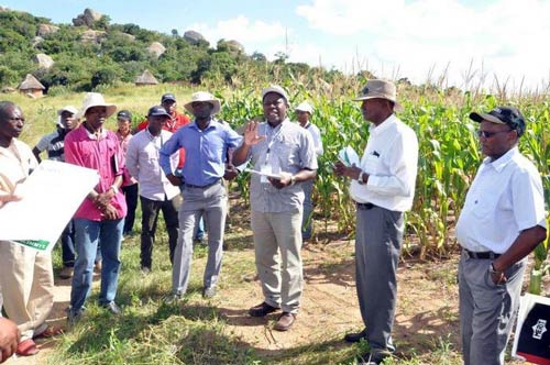 Participants took a field trip to learn more about CIMMYT's work in Zimbabwe. Here, Mr. George Mburathi (extreme right), the ACIAR Advisor, and others listen to Dr. Isaiah Nyagumbo (foreground, 3rd right), CIMMYT scientist, on crop–livestock integration in Goromonzi District, Mashonaland East Province.