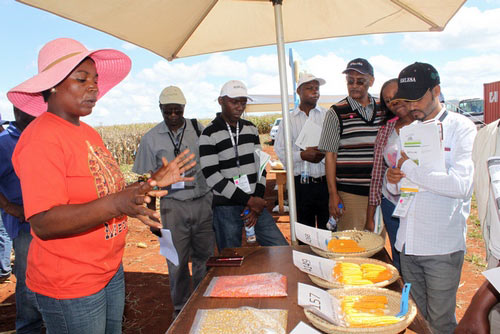 Dr. Thokozile Ndhlela (left), a CIMMYT–Zimbabwe scientist, explains  CIMMYT’s pro-vitamin A, highly nutritious, orange maize breeding work to SIMLESA delegates at the field day held on-station in Harare, Zimbabwe. In the picture are  the good lines (regarding productivity, drought tolerance, high yield potential) that have been selected to date.This work is done in collaboration with CGIAR HarvestPlus Challenge Program.